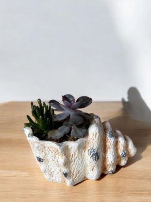 Изображение Суккулентная керамика