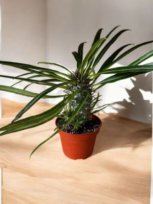 Изображение Pachypodium lamerei