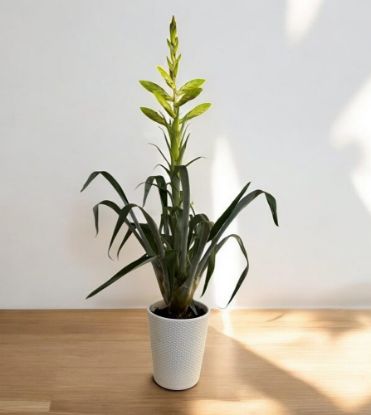 Изображение Tillandsia oerstediana