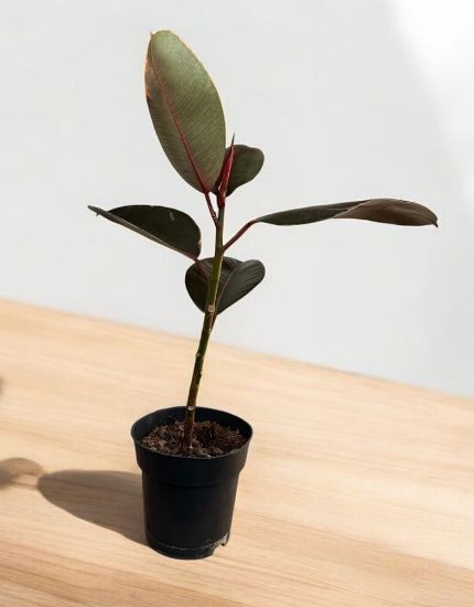 Ficus elas pink - ի նկար