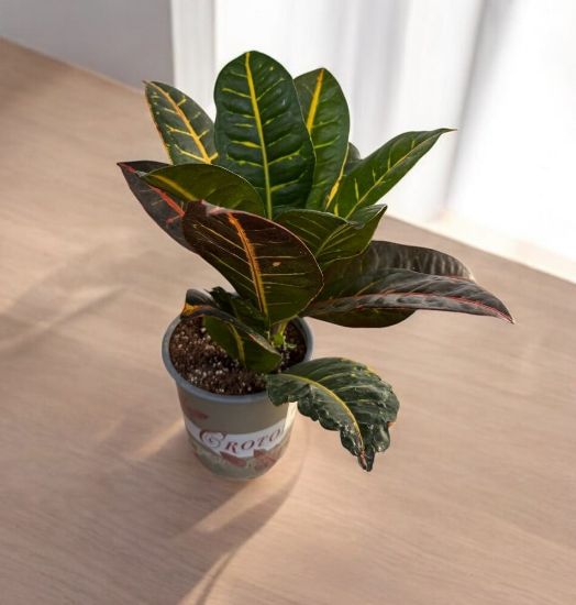 Codiaeum petra - ի նկար