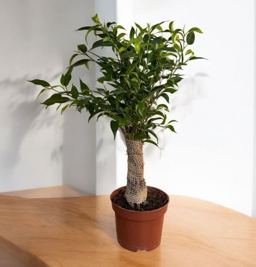 Ficus benjamina nastasja - ի նկար