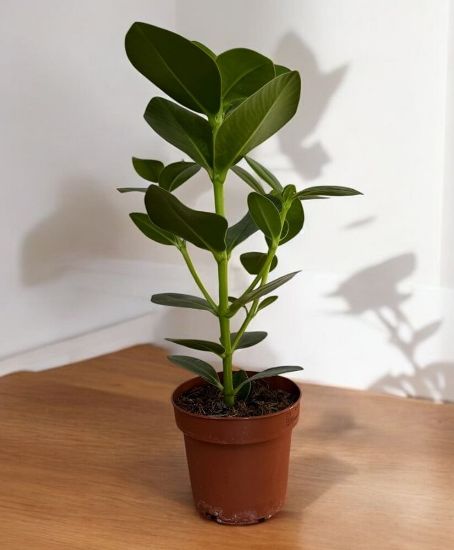 Clusia rosea princess - ի նկար